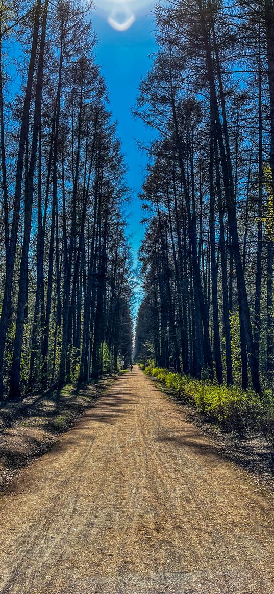 park, road, nature, trail