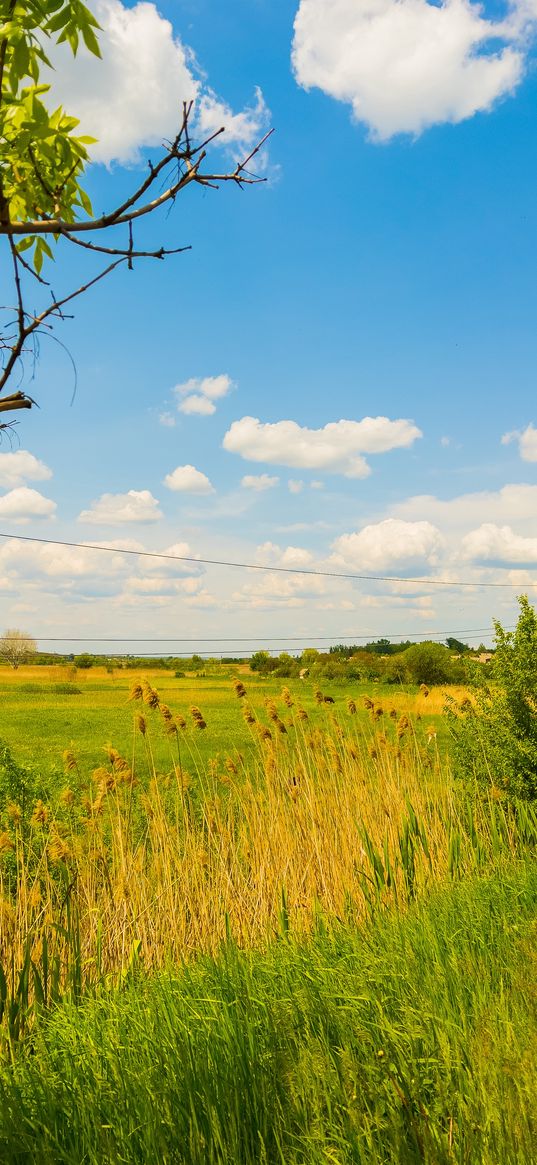 reeds, grass, yellow, green, sky, nature