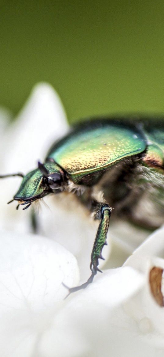 beetle, flower, macro, petals