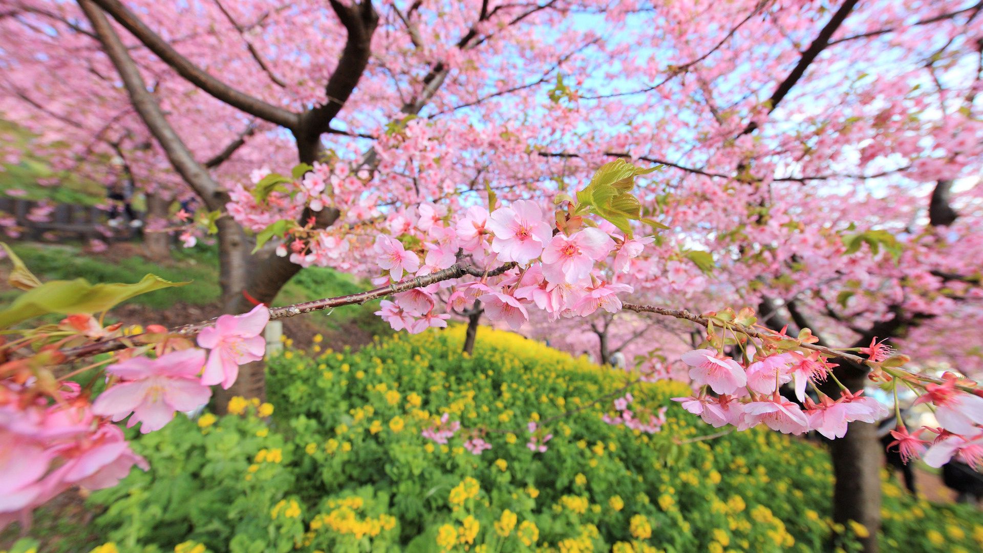 spring, bloom, tree, flowers