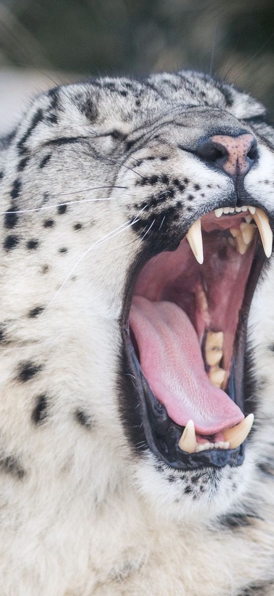 snow leopard, wild cat, predator, face, yawning, mouth, teeth, tongue