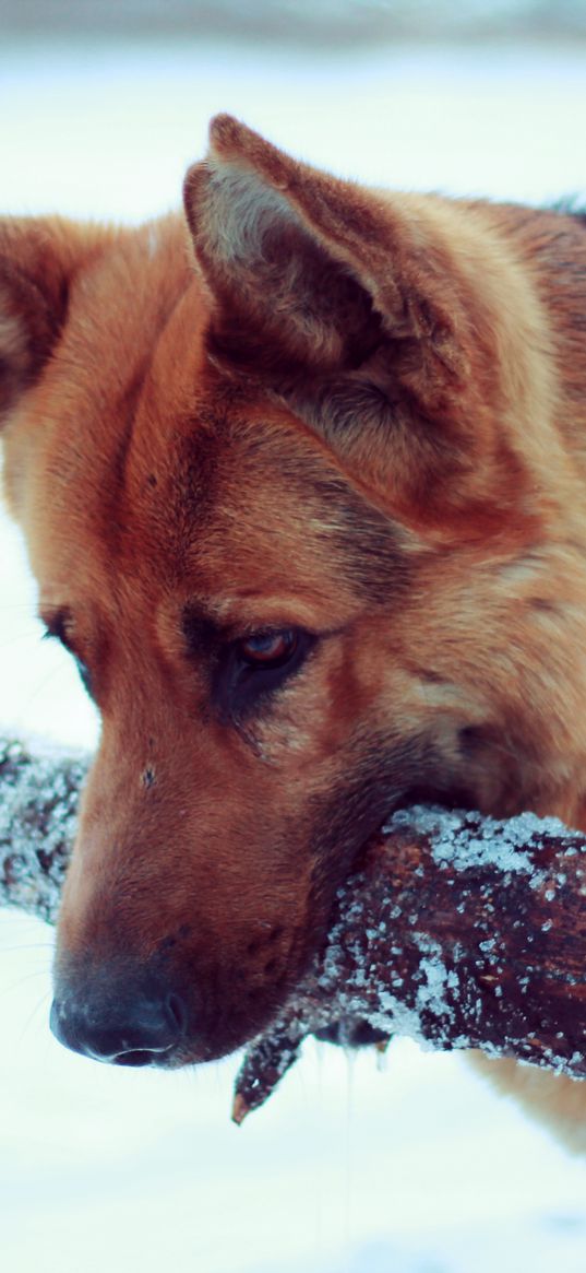 snow, dog, german shepherd