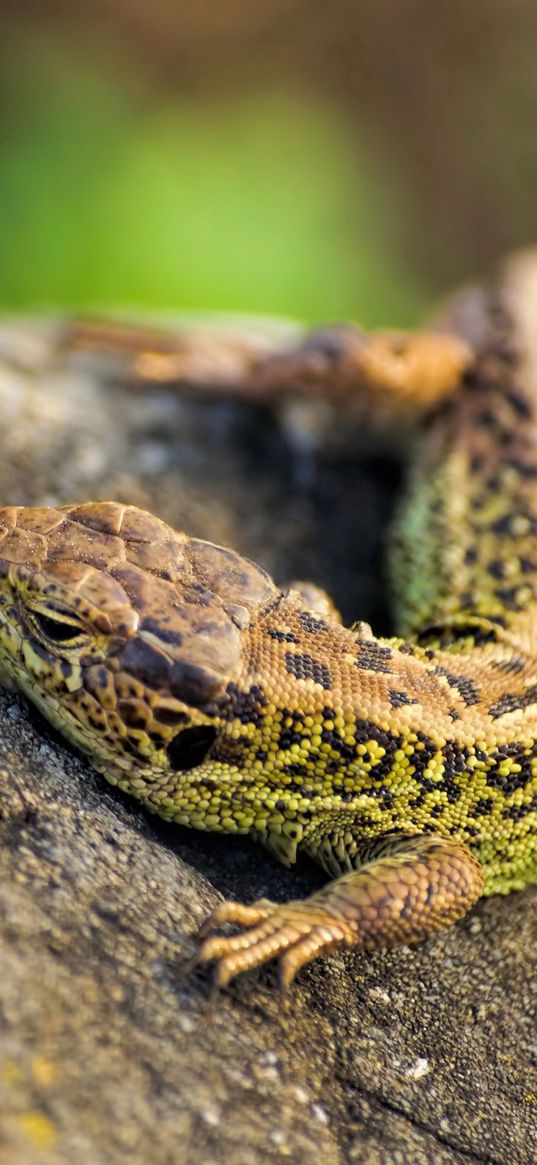 lizard, eyes, claws, stone, heat