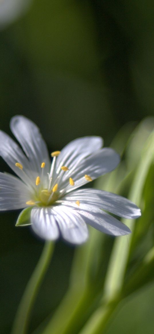 flowers, white, soft, spring