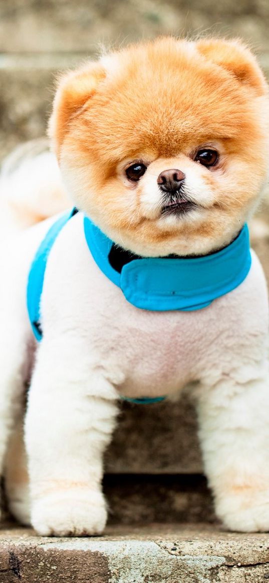 pomeranian, dog, breed, face, eyes, ears, collar, stairs