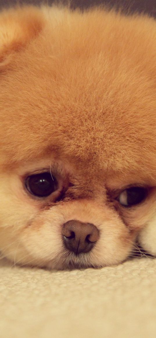 pomeranian, dog, breed, face, nose, eyes, ears, feet