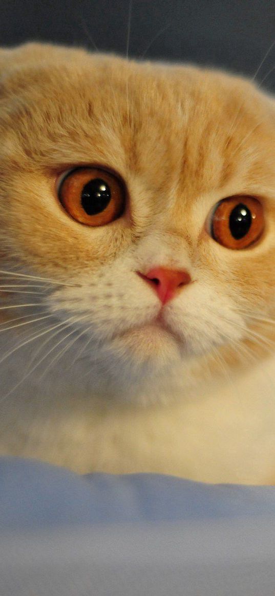 scottish fold, cat, breed, macro, face, nose, eyes, ears