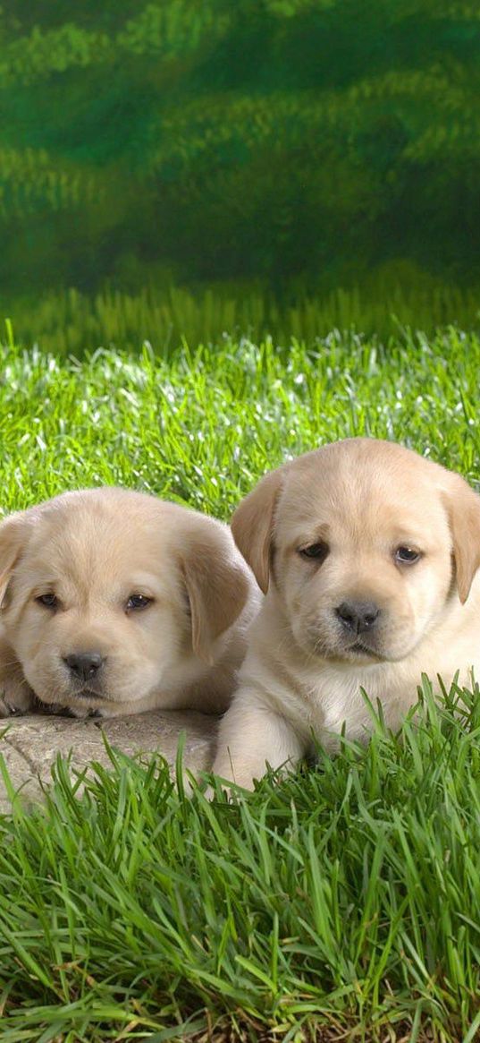 labrador, puppies, grass, dogs