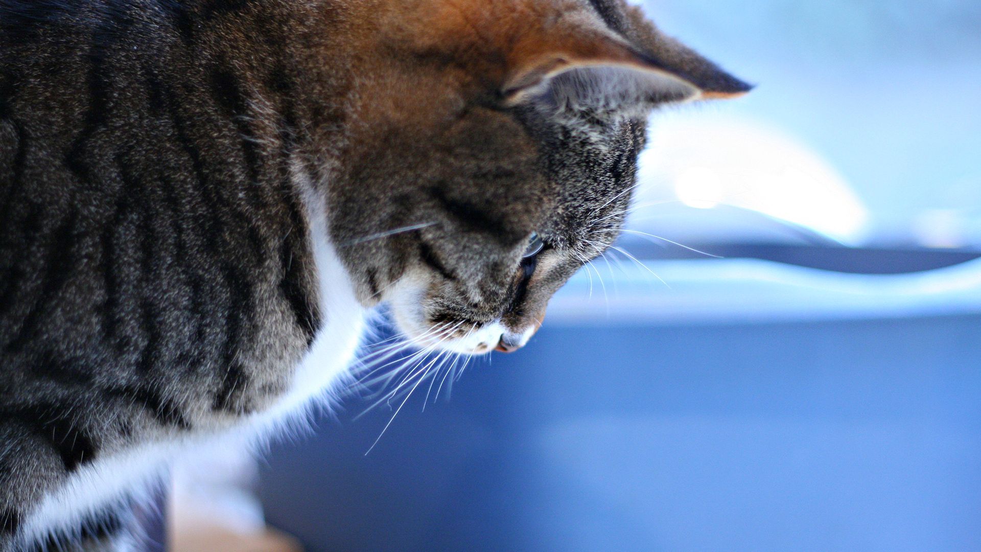 cat, tabby, brown, white, reflective