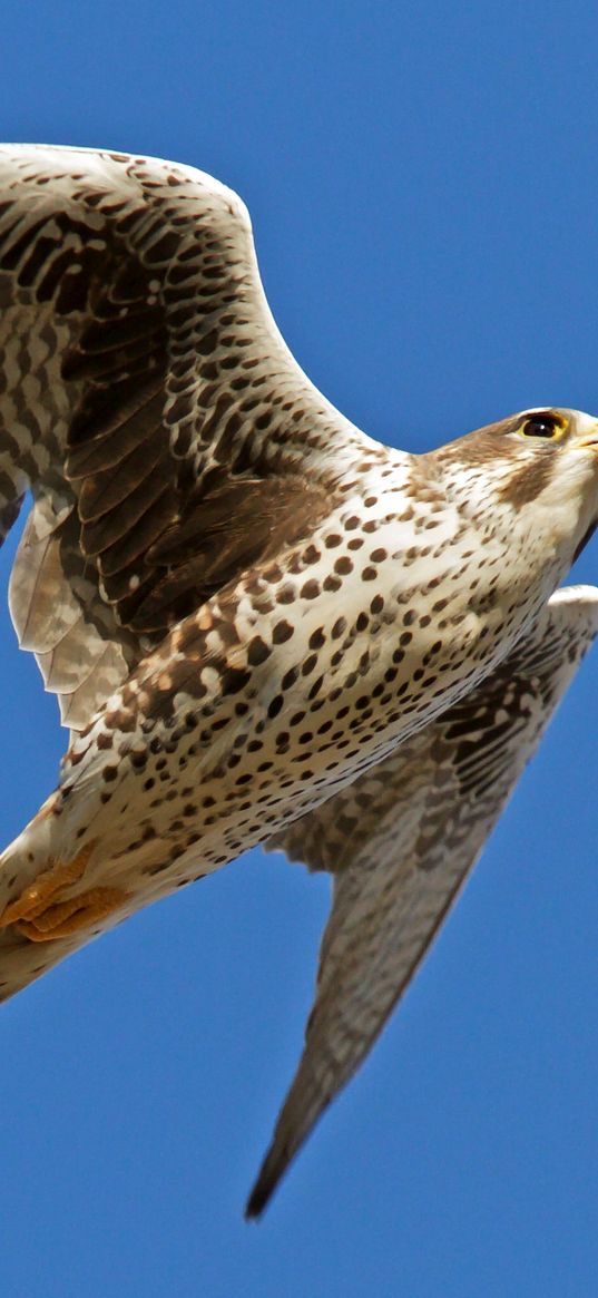 falcon, bird, flying, wings flapping, sky