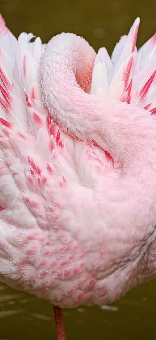 flamingos, pink, sleep, bird