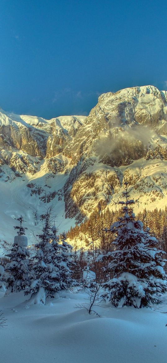 winter, mountains, austria, snow, trees, spruce, alps, nature