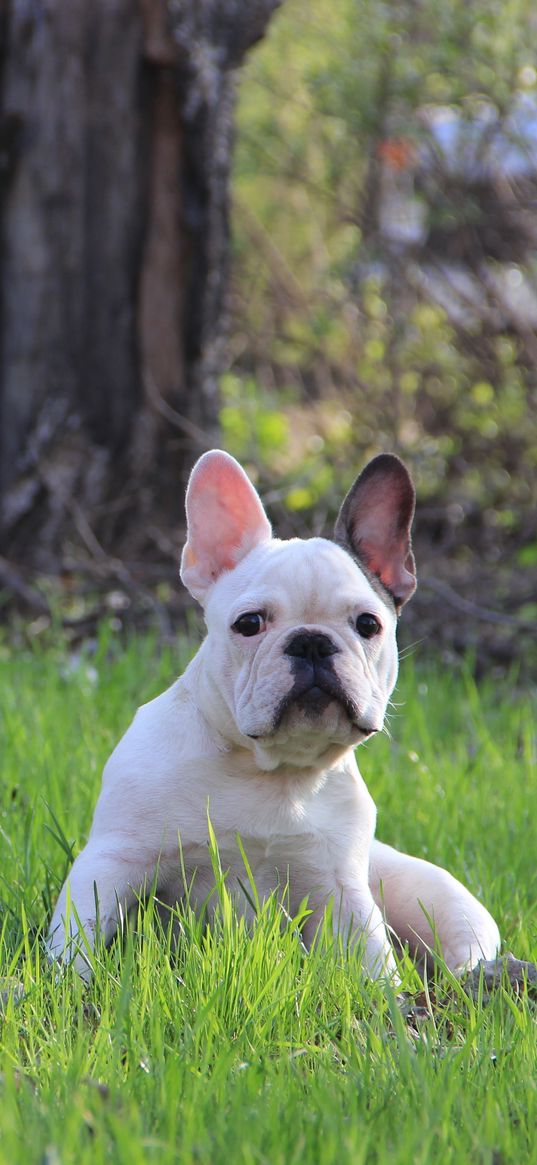 french bulldog, puppy, grass