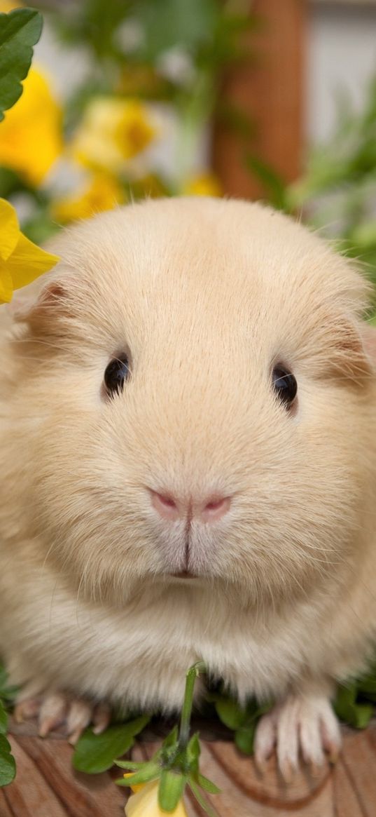 pansy, guinea pigs, flowers