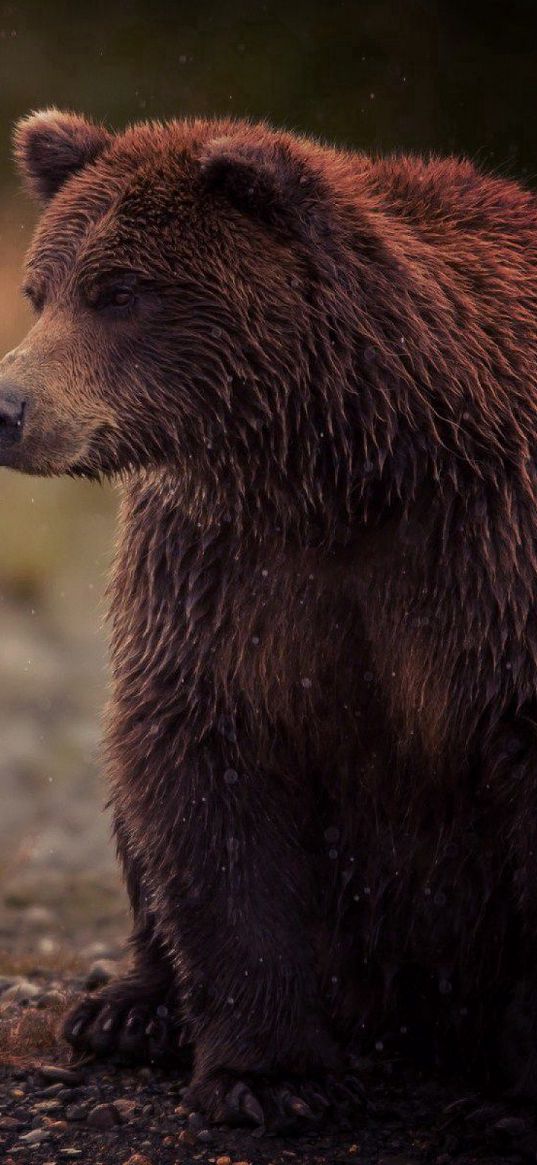 bear, brown, wet, sits, toed