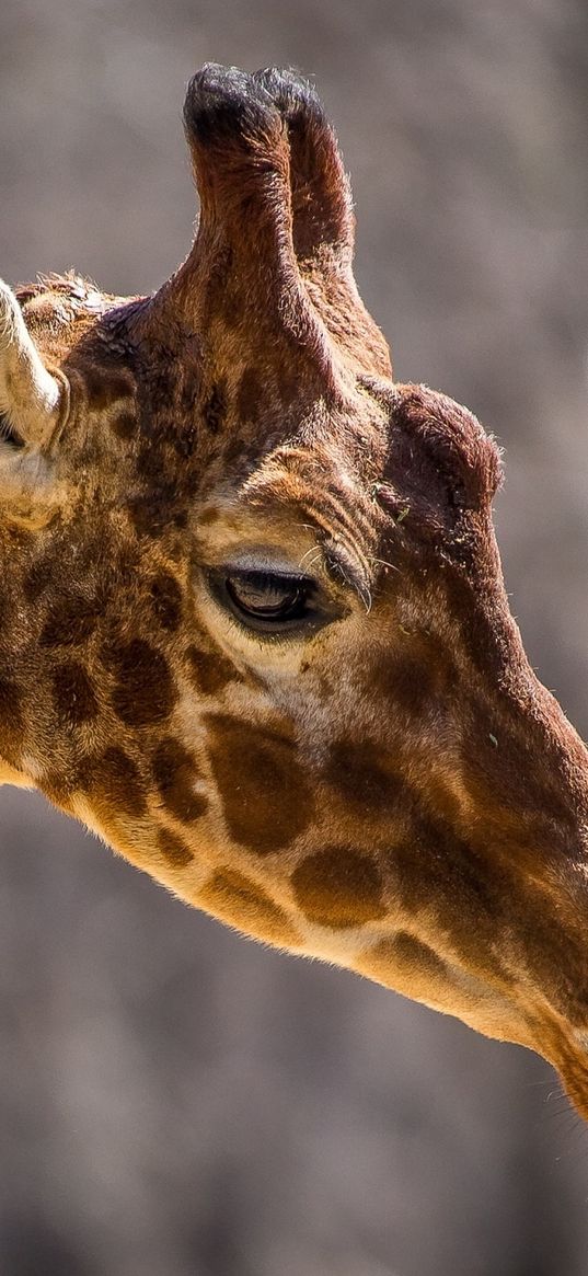 giraffe, face, neck, profile, spots