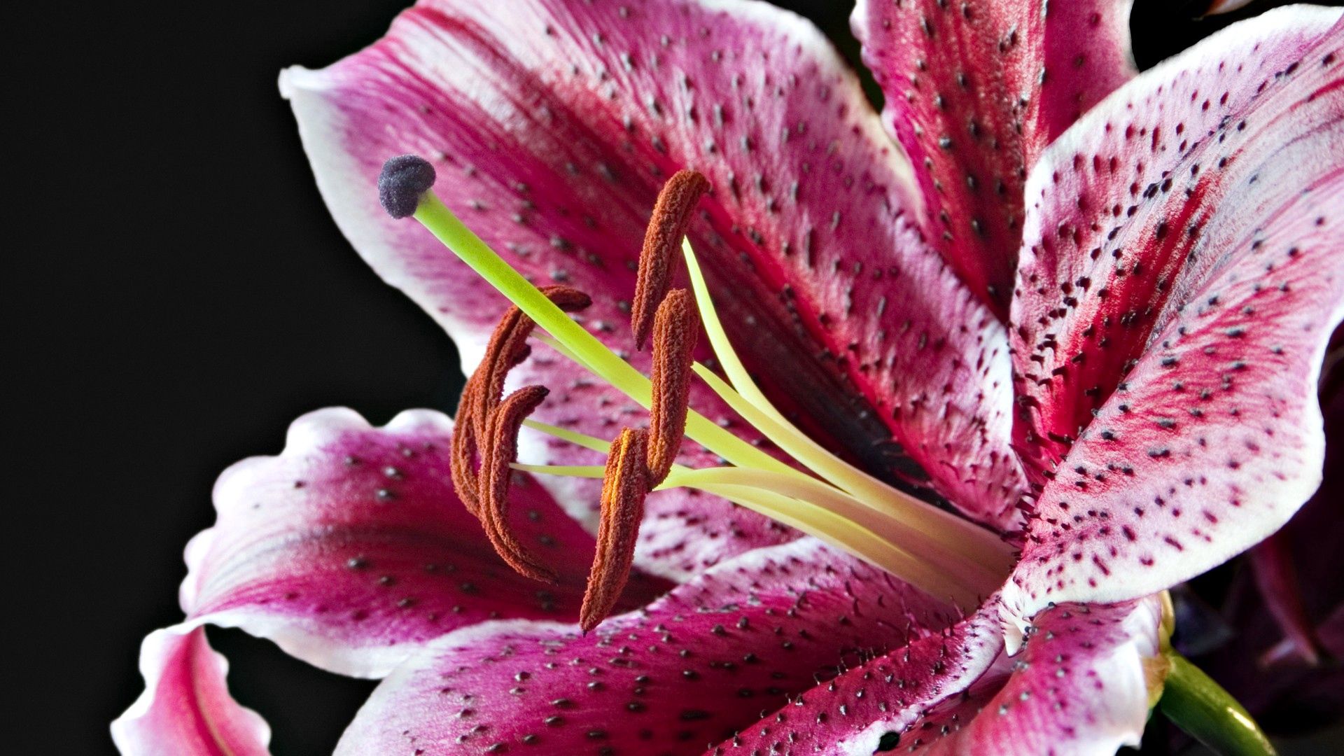 lily, spotted, red, white, petals, bud