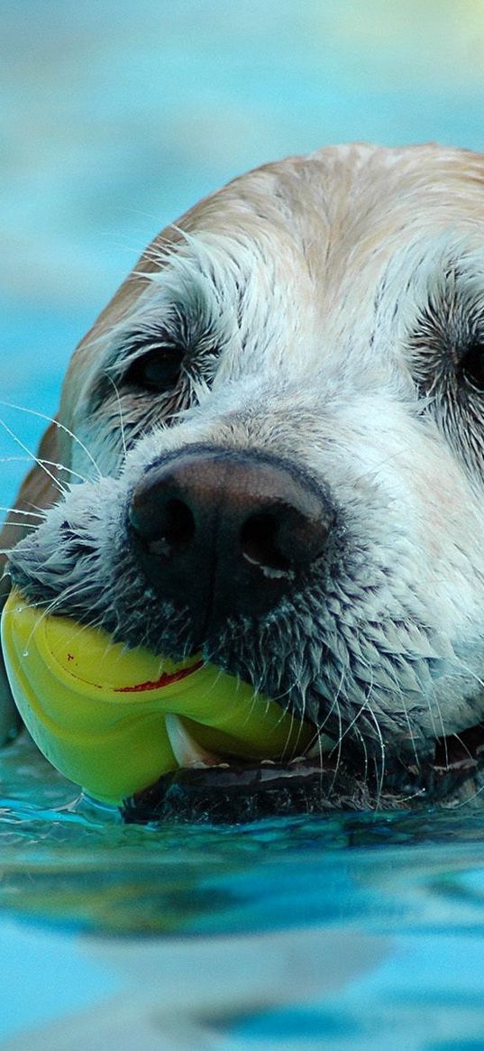 dog, muzzle, wet, ball, play