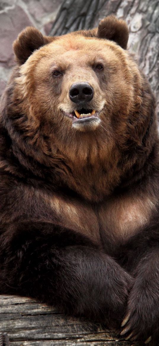 bear, zoo, nature, reserve, muzzle