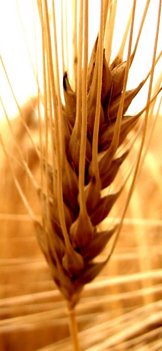 rye, ears, grass, mature, field