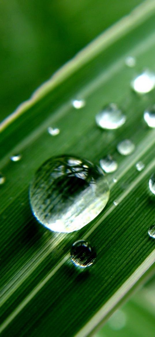 grass, strip, dew, drop