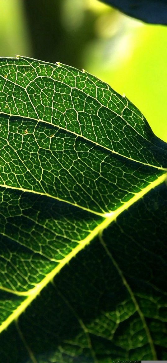 leaves, green, carved