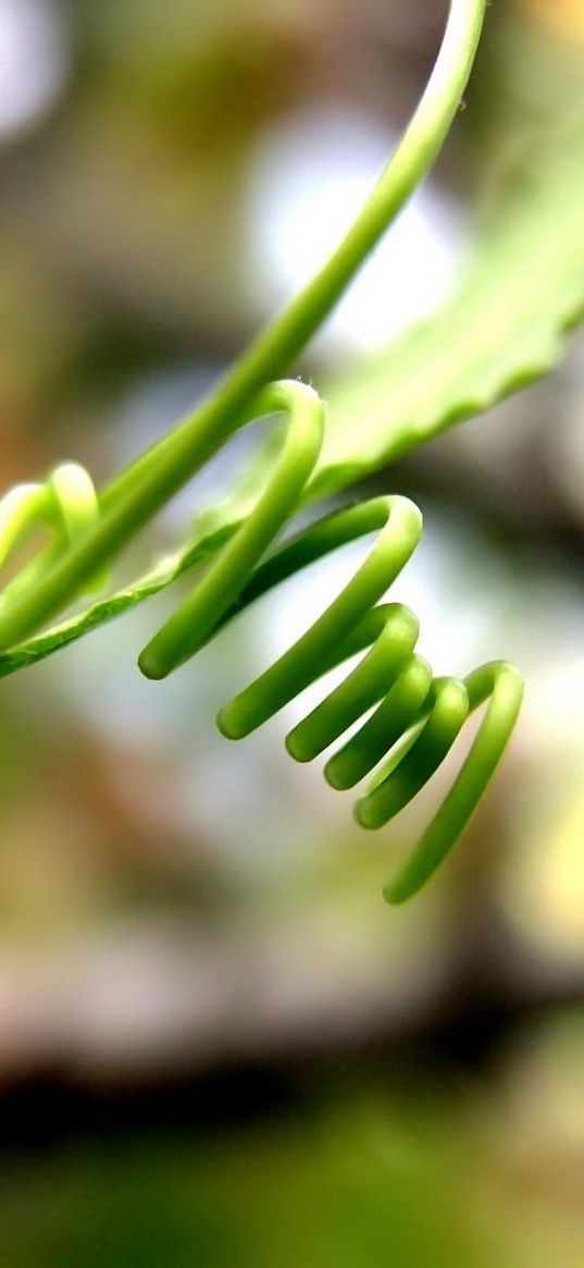 grass, curly, black