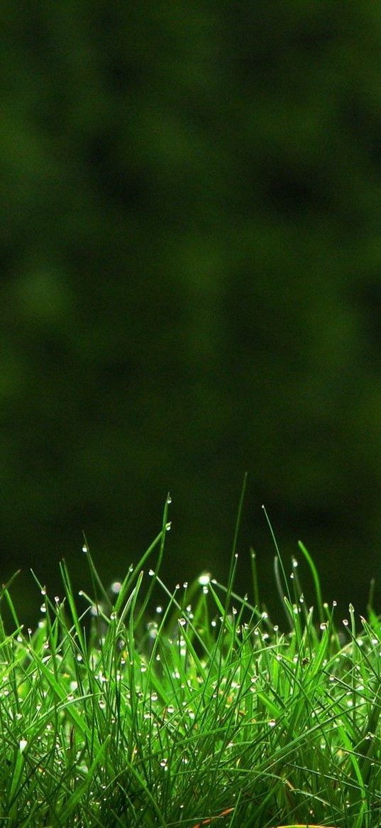 grass, meadow, dew, small