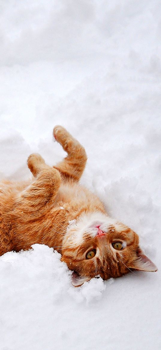 cat, paws, lies, snow, winter, nature