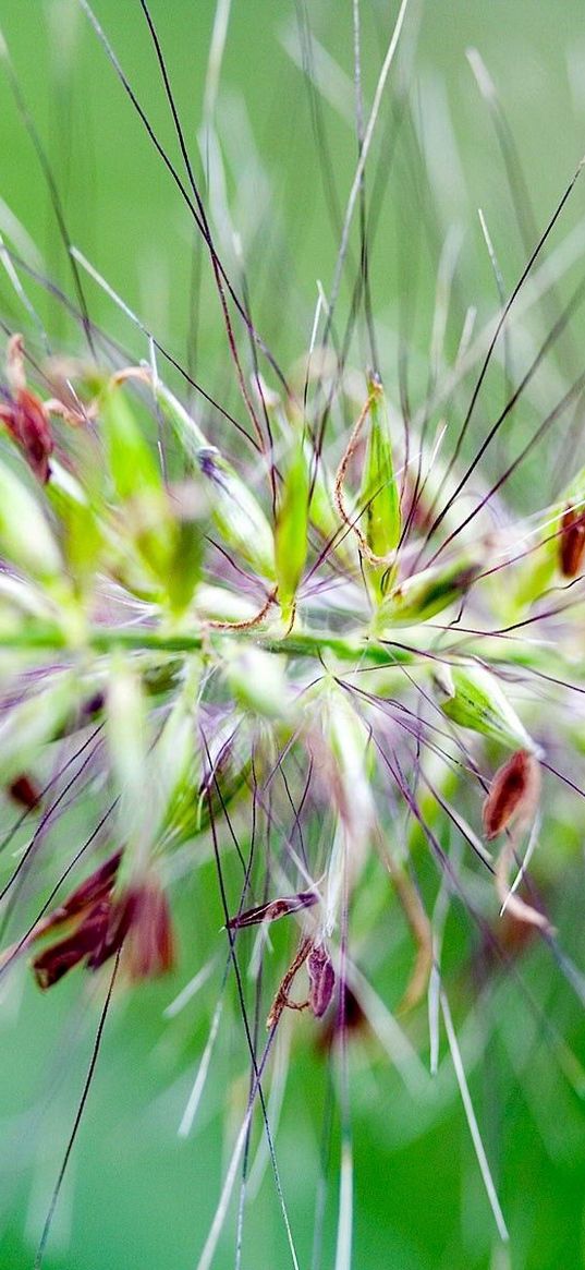 grass, fluffy, needles, green