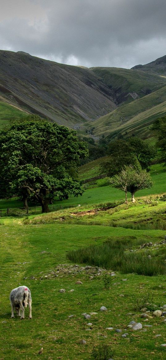 mountains, greens, pony, pasture, fence, open space