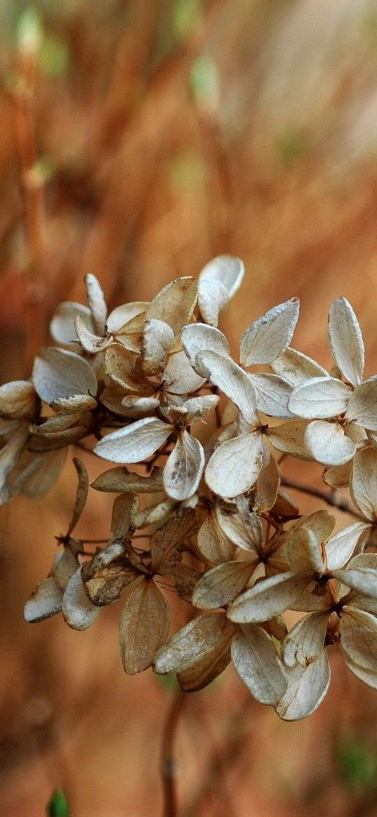 flowers, white, small, grass, dry