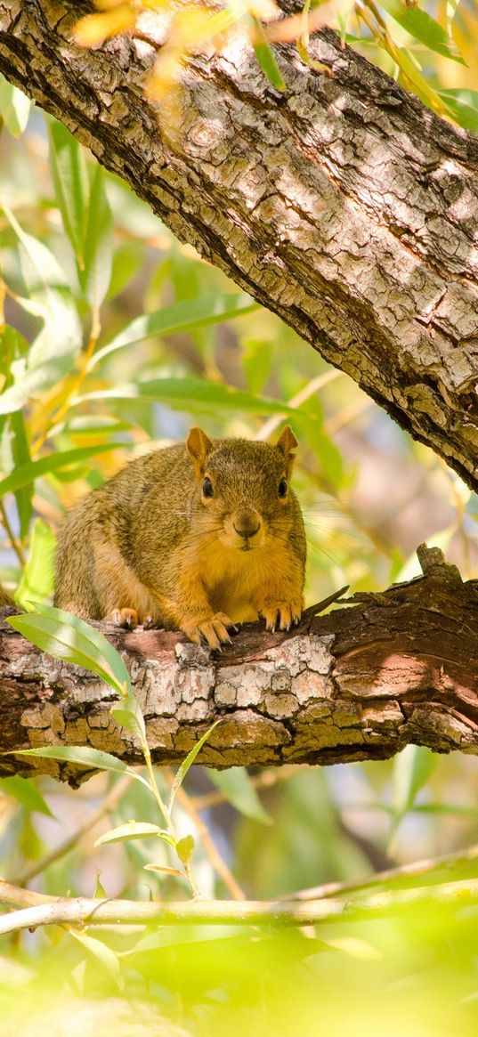 squirrel, rodent, animal, tree, branches, foliage