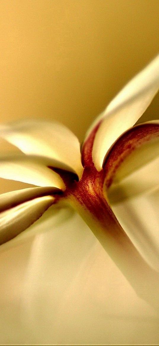 flowers, white, form, light, petals