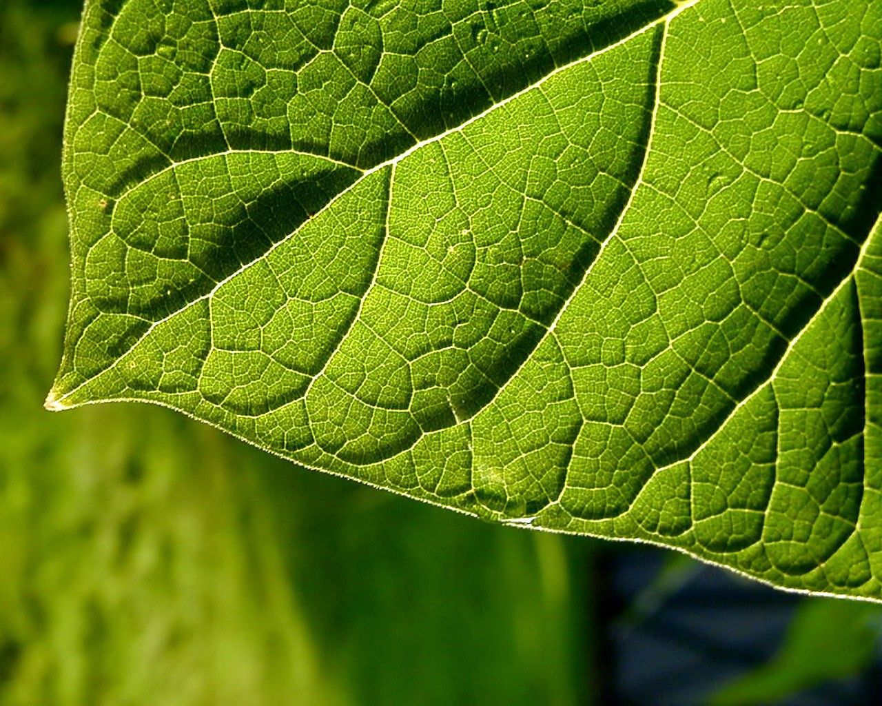 leaf, green, form, bright