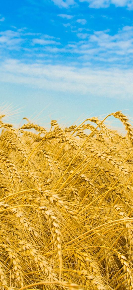 rye, ears, field, golden, sky, agriculture