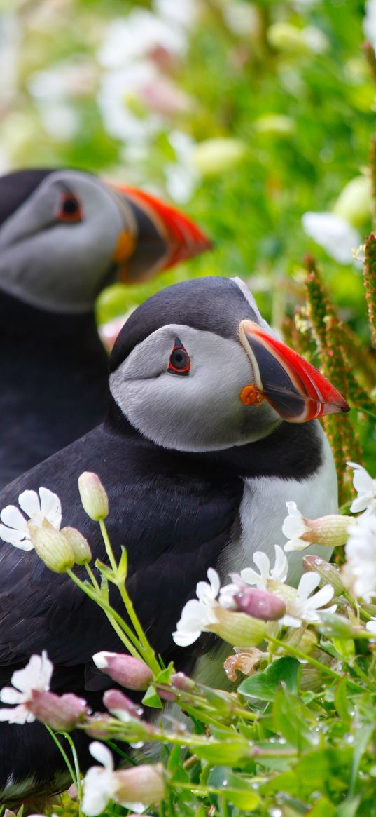 puffin, couple, flowers, dew, ears, grass, look