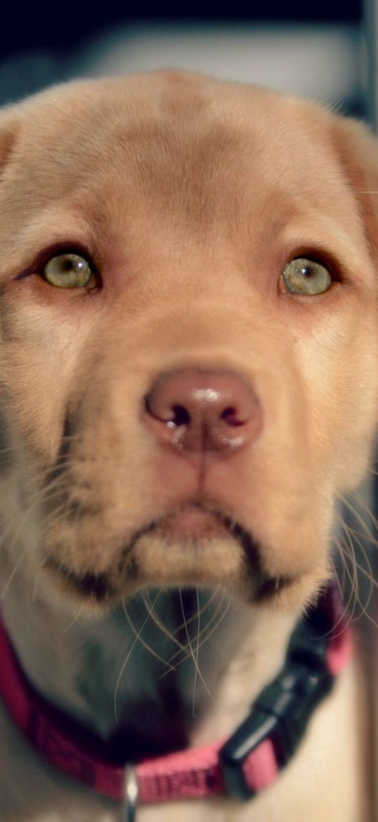 puppy, snout, eyes, labrador, retriever