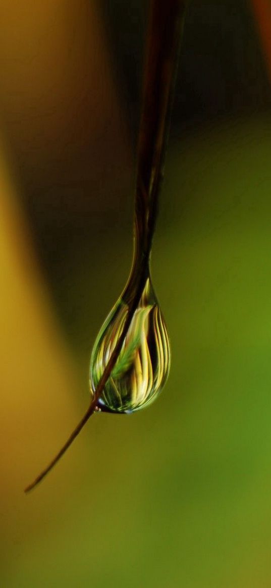 grass, drops, dew, shine