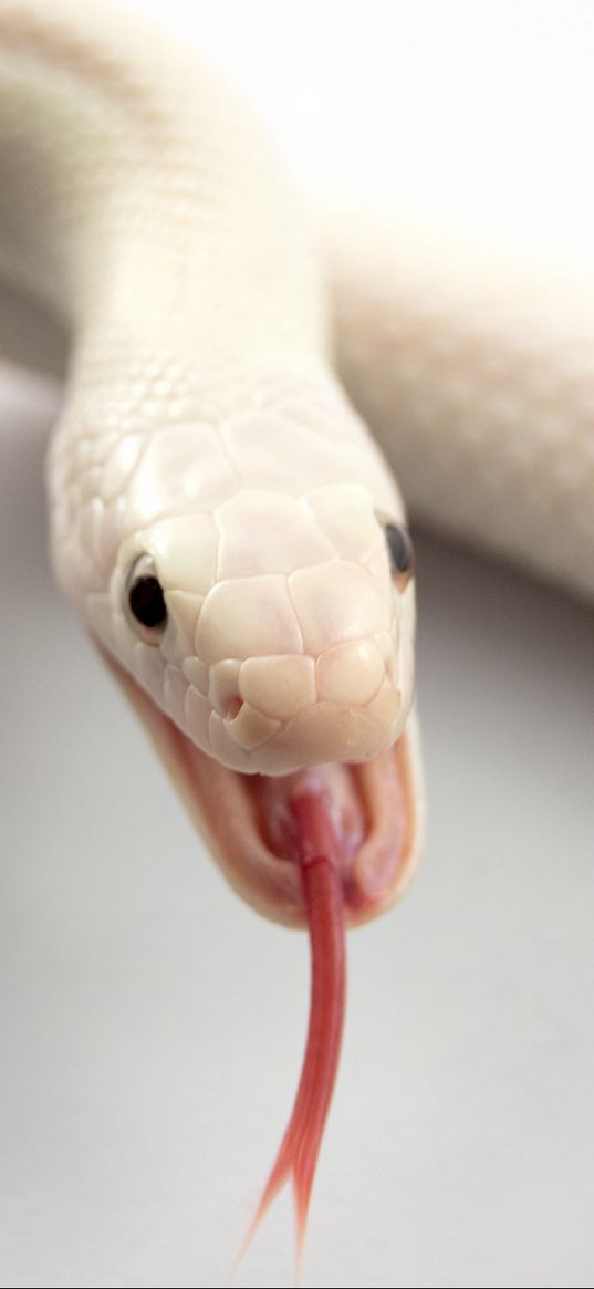 albino, snake, tongue, mouth