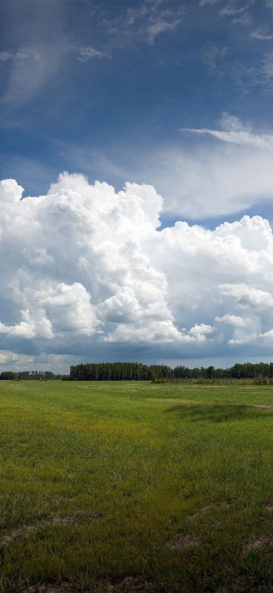 field, pasture, tree, open spaces, wood