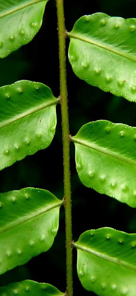 leaves, fern, green, branch