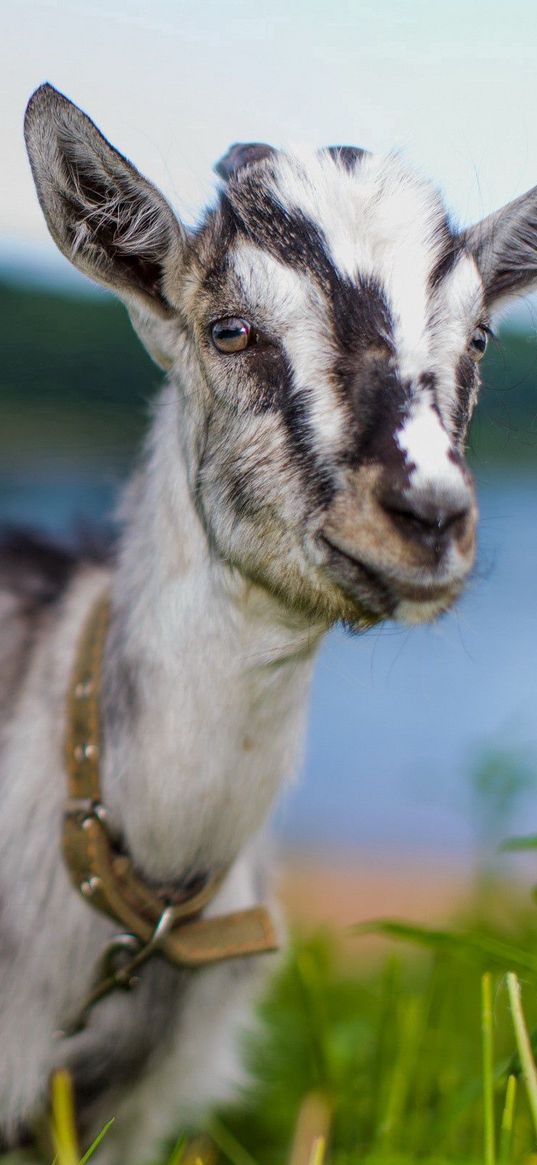 goat, animal, cute, eyes, grass