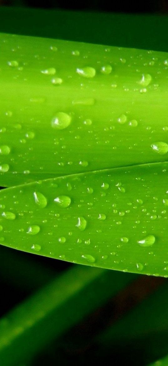 leaves, drops, green, grass