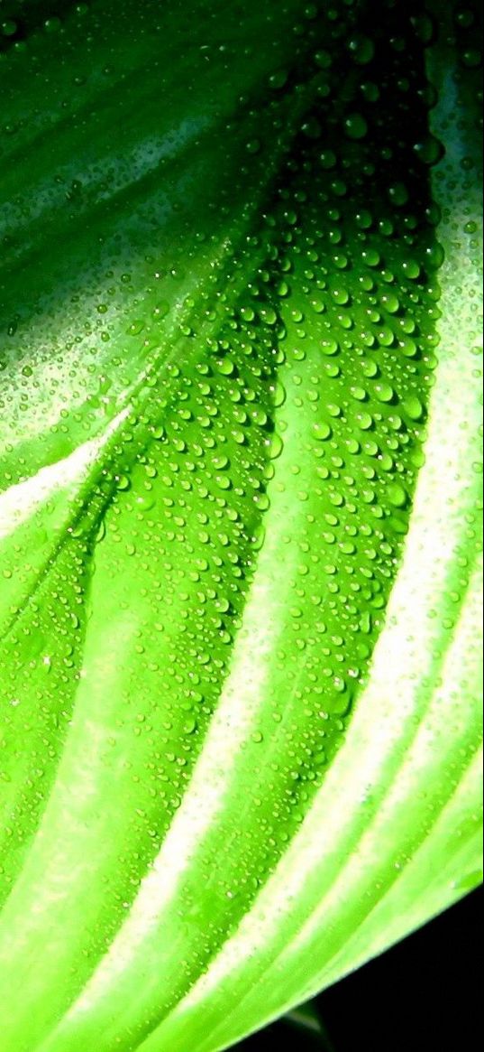 plantain, leaf, grass, drops, dew, wet