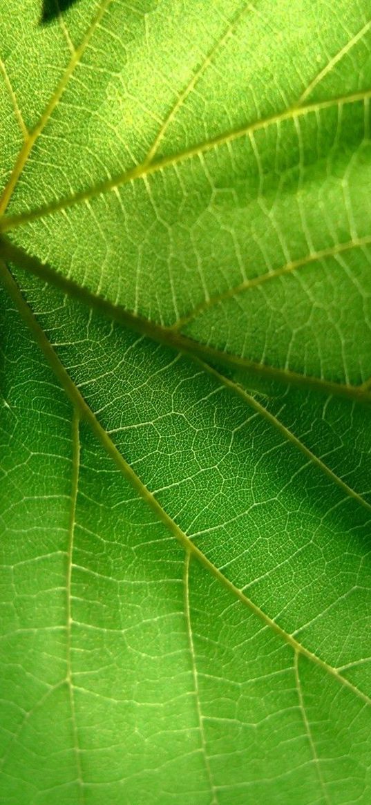 leaf, green, summer, form, carved