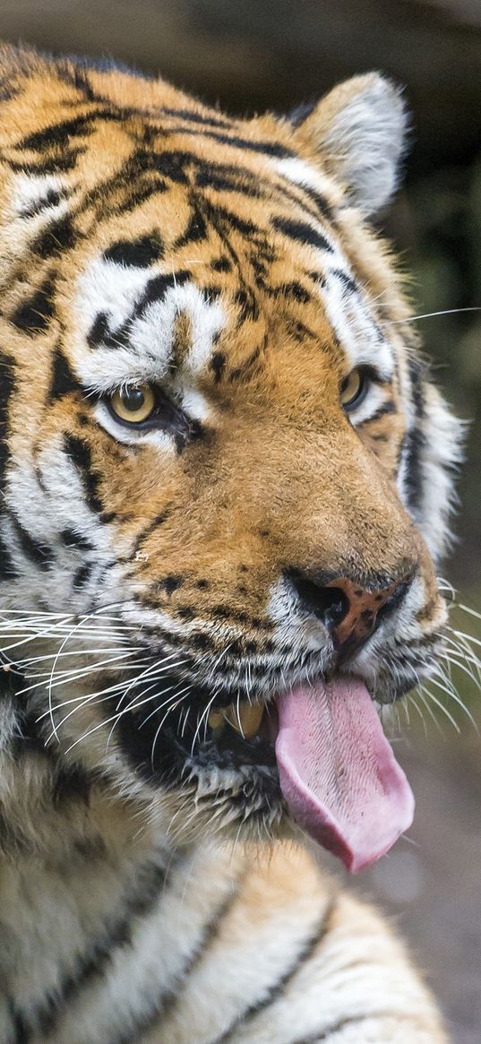 tiger, predator, face, protruding tongue