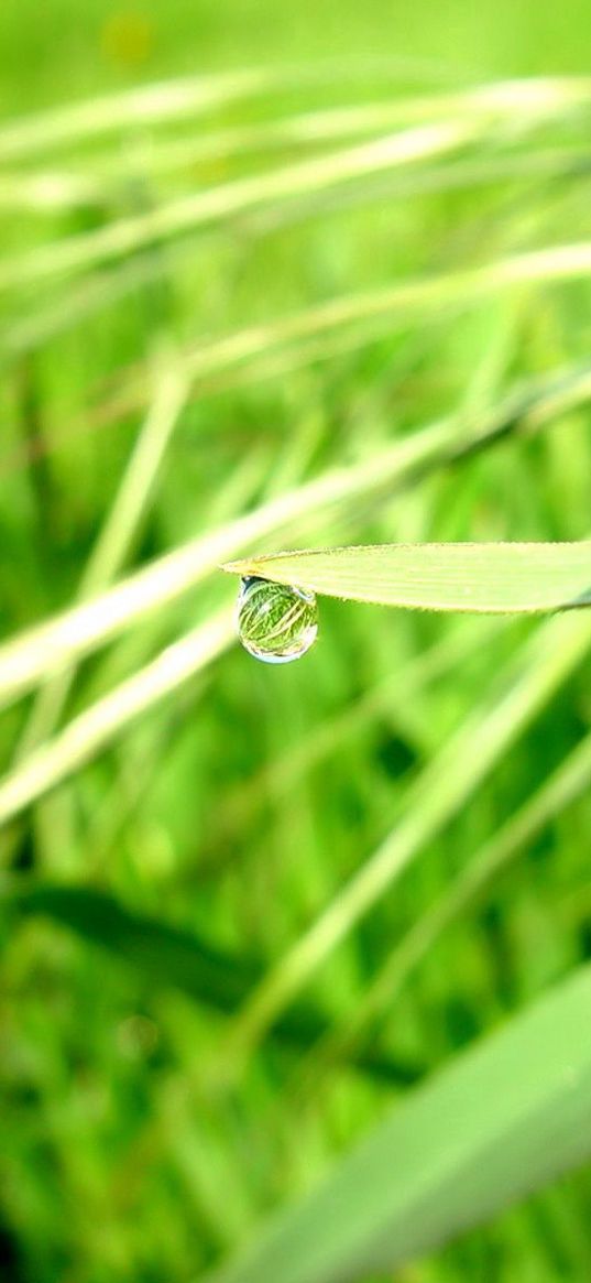 grass, drop, dew, sun, light