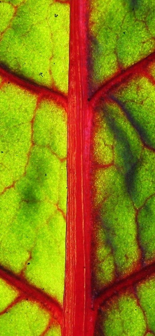 leaf, form, strip, division, red, green