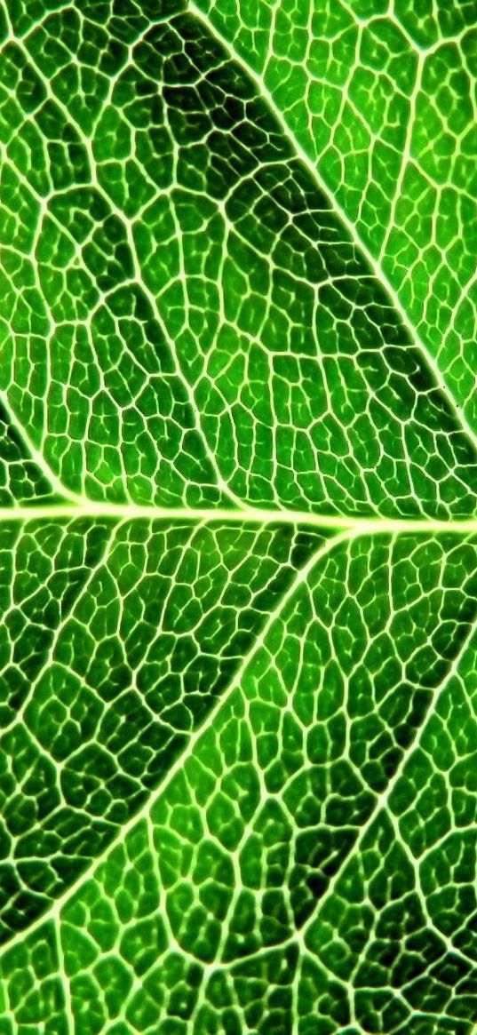 leaf, shadow, green, division, form, stripes